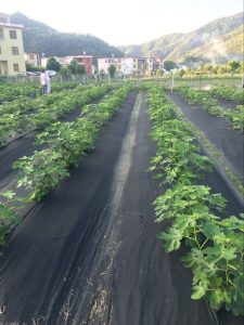 horticultural fabric, weed mat, weed control, row covers